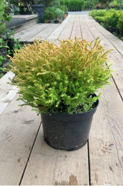 Туя западная Голден Таффет (Golden Tuffet)