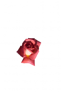 Роза плетистая Шогун (Shogun)