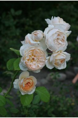 Роза английская Чарити (Charity)